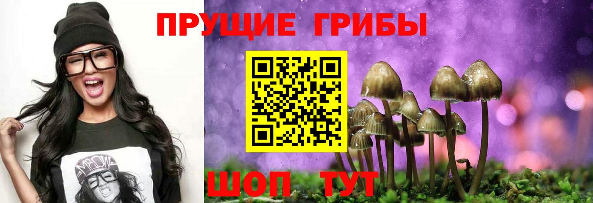 Галлюциногенные грибы Psilocybine cubensis Коркино